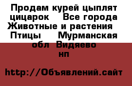 Продам курей цыплят,цицарок. - Все города Животные и растения » Птицы   . Мурманская обл.,Видяево нп